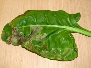 Eating Spinach